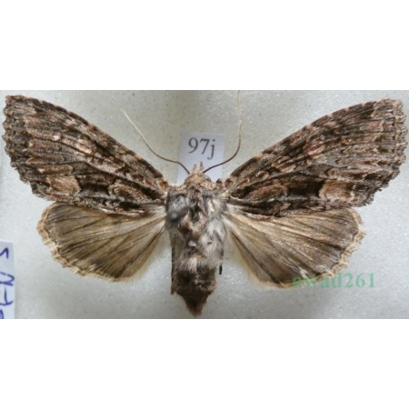 Mniotype satura (Denis & Schiffermüller, 1775) Nocnica ciemnica Czech97j